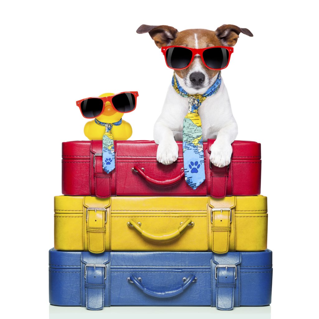 Tips for Traveling with Pets
